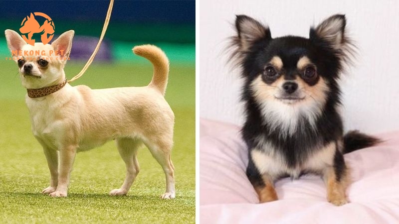 Phân biệt 2 loại chó chihuahua thông qua chiều dài lông: lông ngắn và lông dài